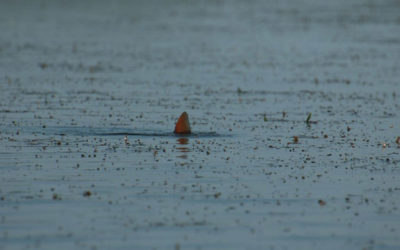 Low tides, light wind and tailers