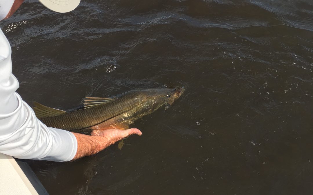 Winter snook fishing