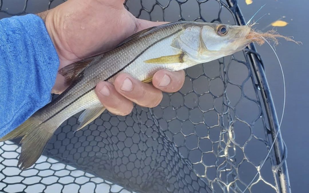 Charlotte Harbor fishing report