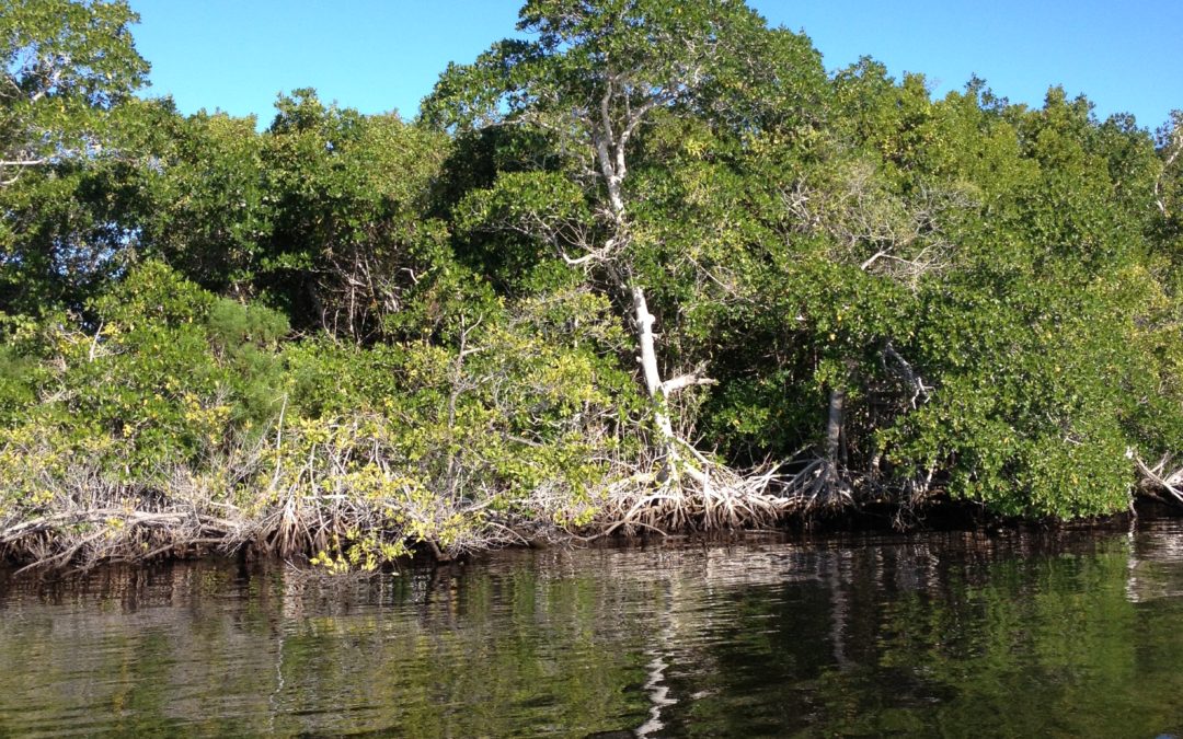 Charlotte Harbor/ Pine Island fishing report