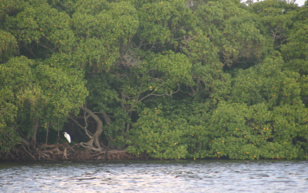 The tree shot