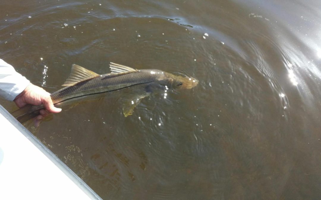 Charlotte Harbor fishing report