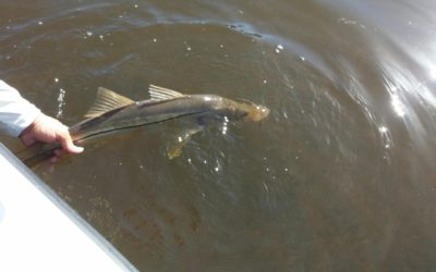 Charlotte Harbor fishing report