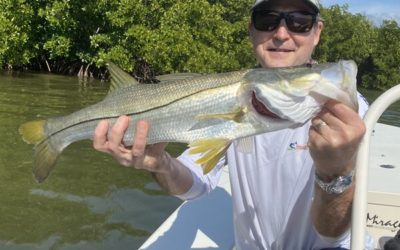 Snook on the move