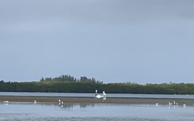 Low tide stewardship