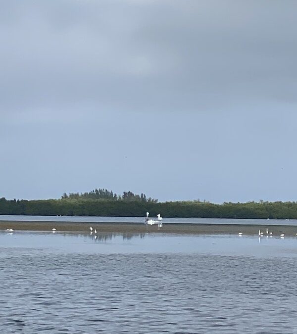 Low tide stewardship