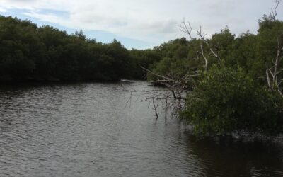 Snook country post Ian