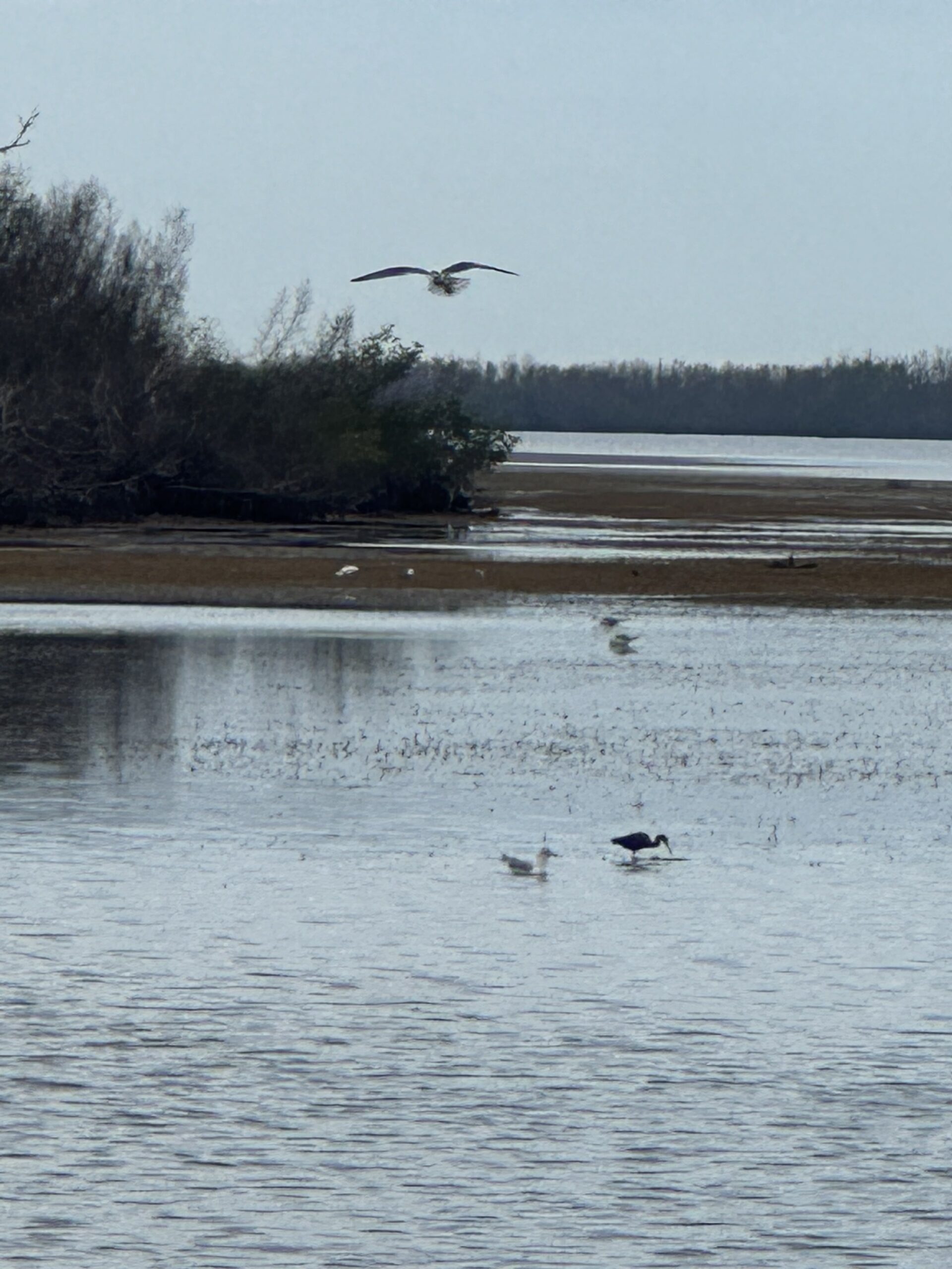 More low tide observations